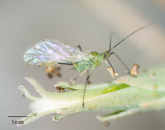 Acyrthosiphon lactucae