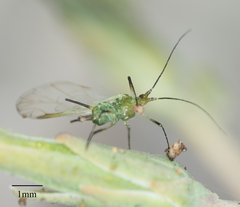 Acyrthosiphon lactucae