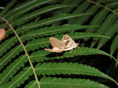Chiasmia monticolaria