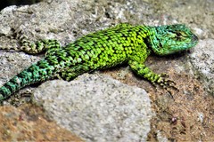 Sceloporus hondurensis