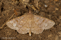 Antiblemma concinnula