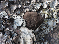 Umbilicaria hirsuta