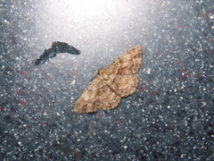 Psilalcis galsworthyi