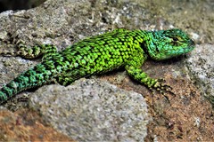 Sceloporus hondurensis