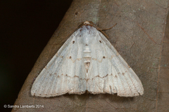 Eulepidotis alabastraria