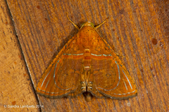 Eulepidotis bourgaulti