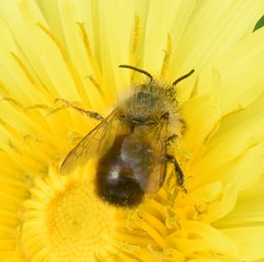 Osmia bicornis