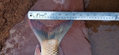 Cirrhinus mrigala