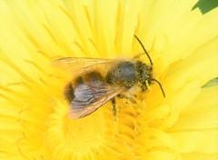 Osmia bicornis