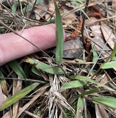 Dichanthelium patulum