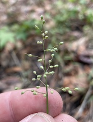 Dichanthelium patulum