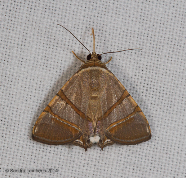 Eulepidotis mabis