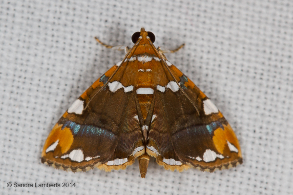 Eulepidotis ouocco