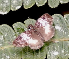 Potamanaxas andraemon