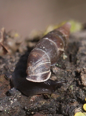 Alopiinae