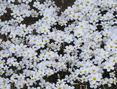Oxalis tenella