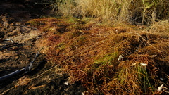 Cyperus rupestris