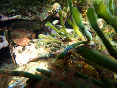 Nectocarcinus
