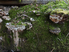 Agathomyia wankowiczii