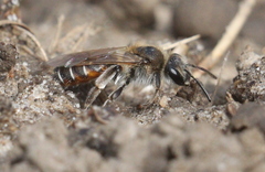 Andrena ventralis