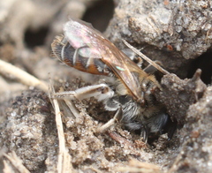 Andrena ventralis