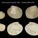 Rough-sided Littleneck Clam - Photo (c) Smithsonian Institution, National Museum of Natural History, Department of Invertebrate Zoology, some rights reserved (CC BY-NC-SA)
