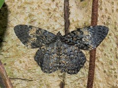 Amblychia hymenaria