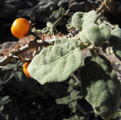 Solanum tomentosum