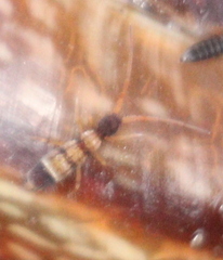 Orchesella spectabilis