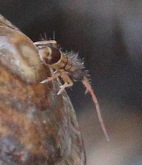 Orchesella spectabilis