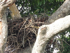 Haliaeetus leucogaster