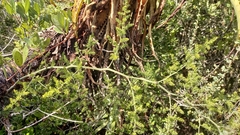 Asparagus multiflorus