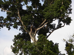 Haliaeetus leucogaster