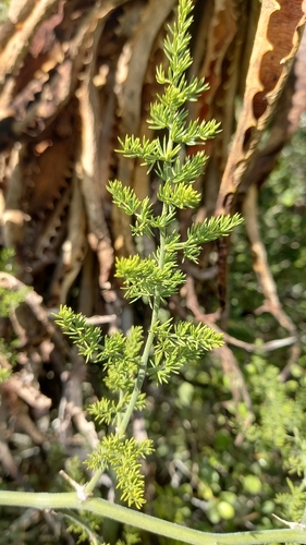 Image of Asparagus multiflorus by (c) kevin koen, some rights reserved (CC BY-SA)