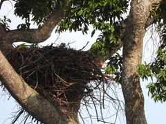 Haliaeetus leucogaster