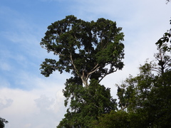 Haliaeetus leucogaster