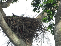 Haliaeetus leucogaster