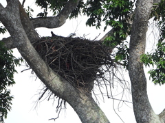 Haliaeetus leucogaster