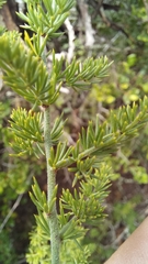 Asparagus multiflorus