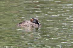 Tachybaptus pelzelnii