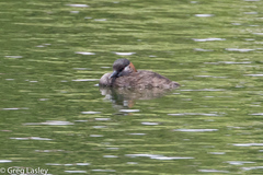 Tachybaptus pelzelnii