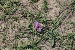 Saussurea salicifolia