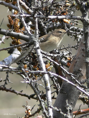 Phylloscopus sindianus lorenzii