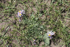 Aster hispidus