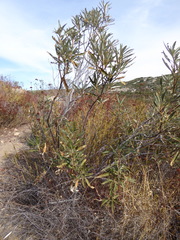 Eriodictyon trichocalyx lanatum