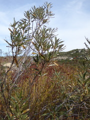 Eriodictyon trichocalyx lanatum