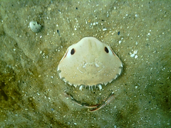 Ovalipes australiensis