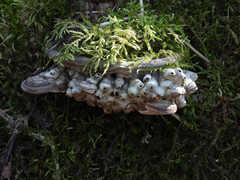 Agathomyia wankowiczii