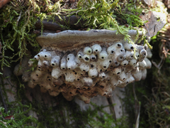 Agathomyia wankowiczii