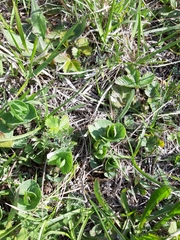 Aristolochia pallida